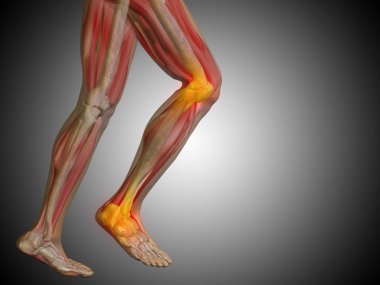 insan vücudu anatomisi gösteren resim