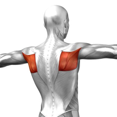insan anatomisini gösteren resim