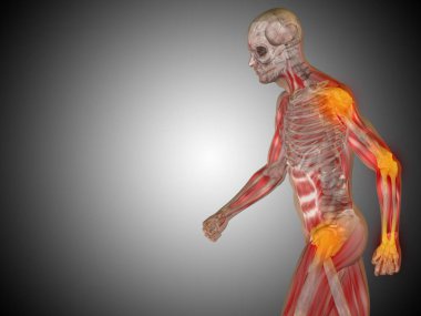 insan vücudu anatomisi gösteren resim