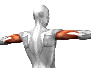 insan anatomisini gösteren resim