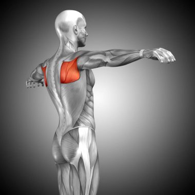 insan vücudu anatomisi gösteren resim