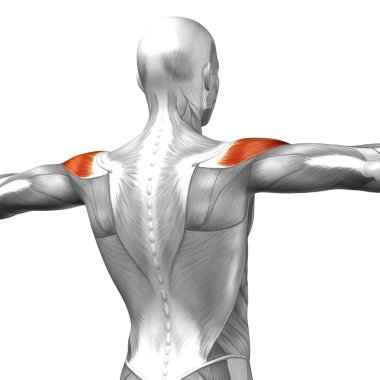 insan anatomisini gösteren resim