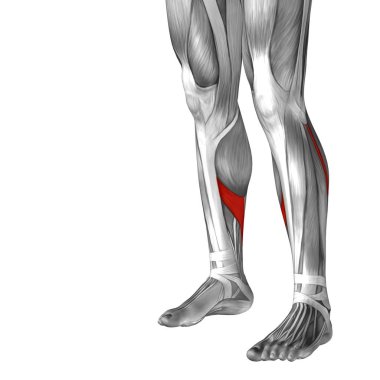 insan alt bacak anatomisi