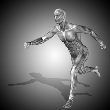 insan vücudu anatomisi gösteren resim