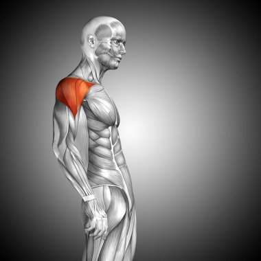 insan vücudu anatomisi gösteren resim