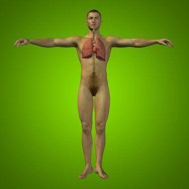 insan 3d sindirim sistemi