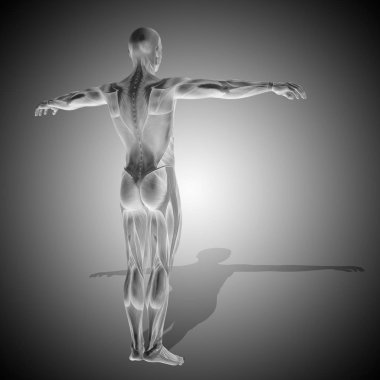 insan vücudu anatomisi ile kasları