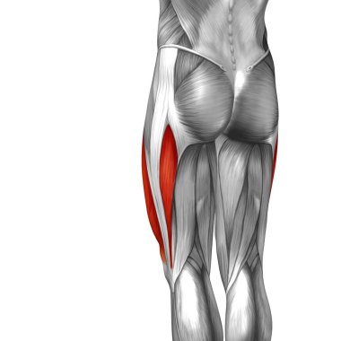 insan üst bacak anatomisi