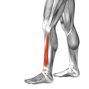 insan alt bacak anatomisi