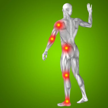 insan anatomisini gösteren resim