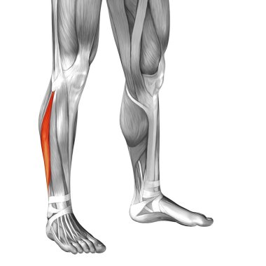 insan alt bacak anatomisi