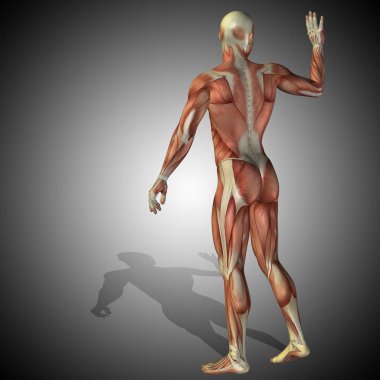 insan vücudu anatomisi gösteren resim