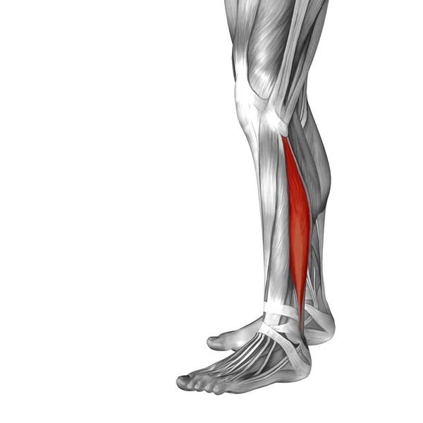 Insan alt bacak anatomisi — Stok fotoğraf