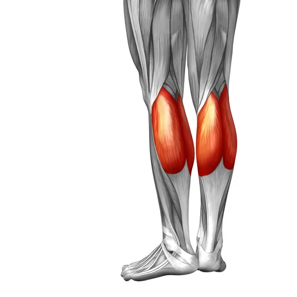 human lower leg anatomy