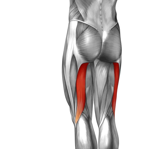 Anatomia da perna superior humana — Fotografia de Stock