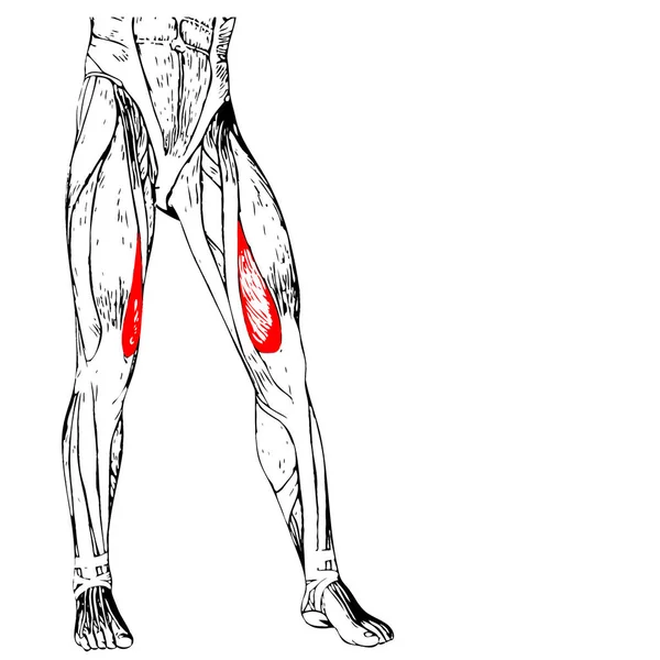 Emberi felső lábszár anatómia — Stock Fotó