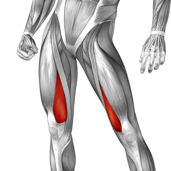 human upper leg anatomy