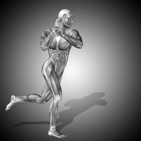 Illustrazione dell'anatomia del corpo umano — Foto Stock
