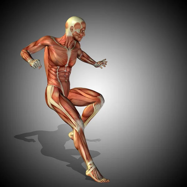 Illustration of human body anatomy — Stock Photo, Image