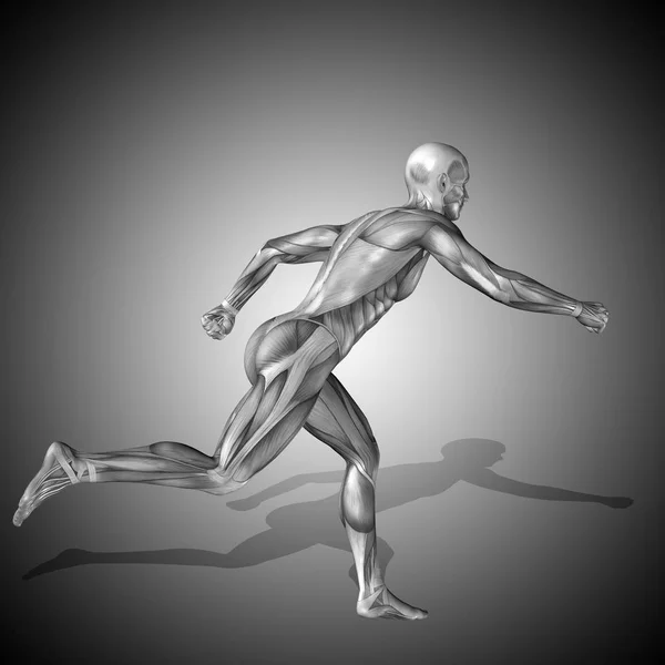 Emberi test anatómiáját, az izmok — Stock Fotó