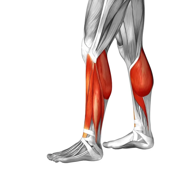 Human lower leg anatomy — Stock Photo, Image