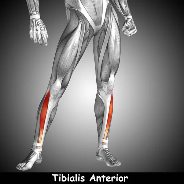 human lower leg anatomy