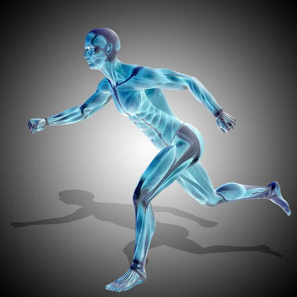 Human body anatomy Images - Search Images on Everypixel