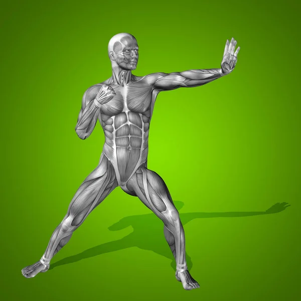 Ilustração da anatomia do corpo humano — Fotografia de Stock