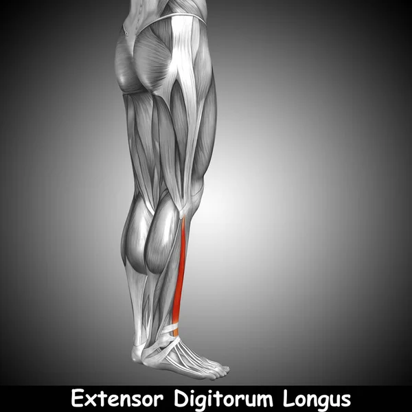 human lower leg anatomy