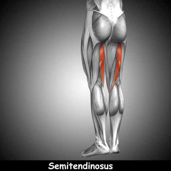 анатомия верхней ноги человека
