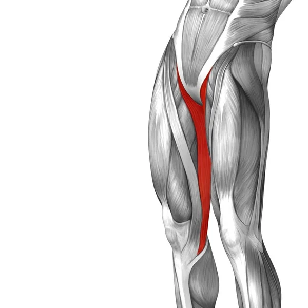 Анатомия верхней ноги человека — стоковое фото