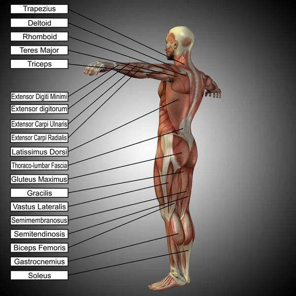 Illustrazione dell'anatomia del corpo umano — Foto Stock