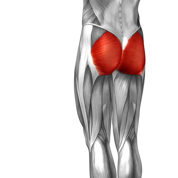 Анатомия верхней ноги человека — стоковое фото
