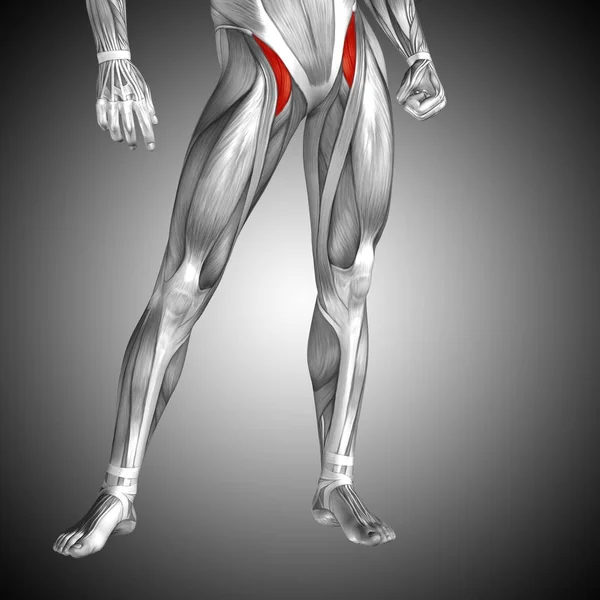 인간의 위 다리 해부학 — 스톡 사진