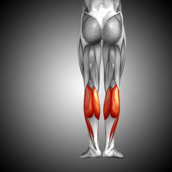 Anatomia della gamba inferiore umana — Foto Stock
