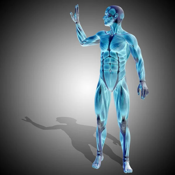 Illustration of human anatomy — Stock Photo, Image