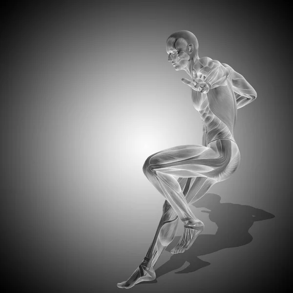 Anatomia del corpo umano con muscoli — Foto Stock