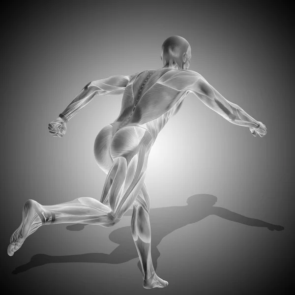 Anatomie des menschlichen Körpers mit Muskeln — Stockfoto