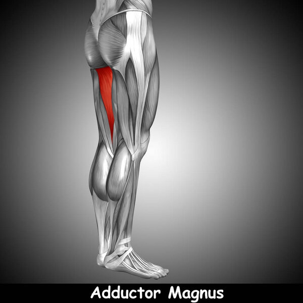 анатомия верхней ноги человека
