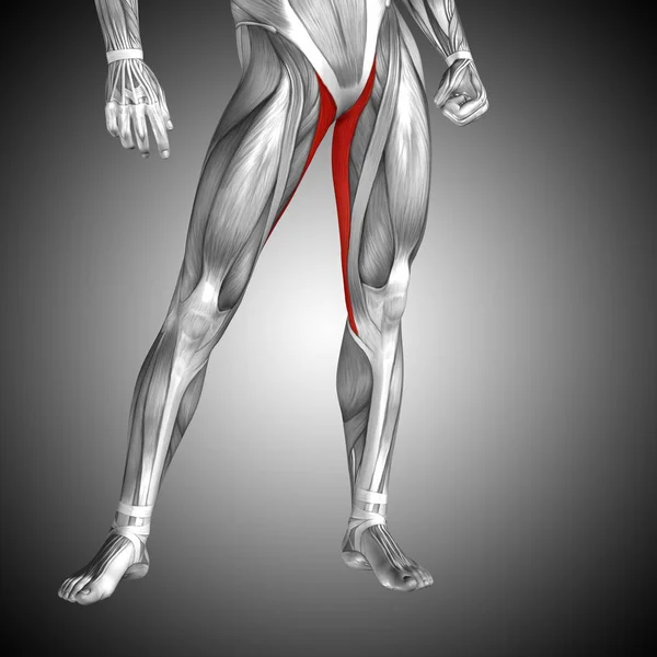 上下肢の解剖学 — ストック写真