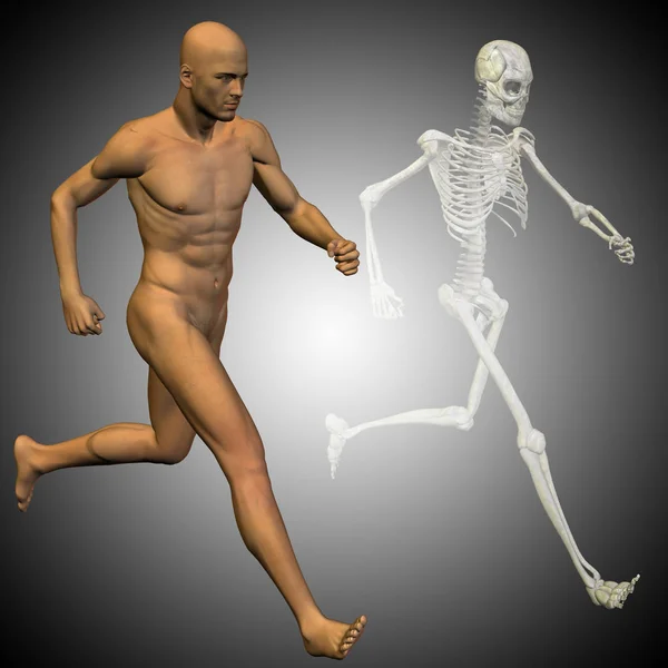 Ilustrace anatomie lidského těla — Stock fotografie