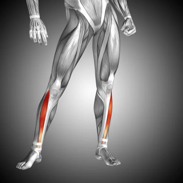 human lower leg anatomy