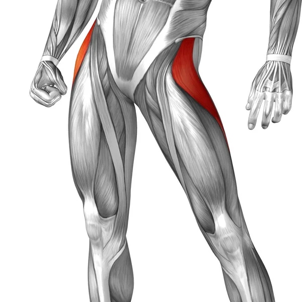 Anatomia da perna superior humana — Fotografia de Stock