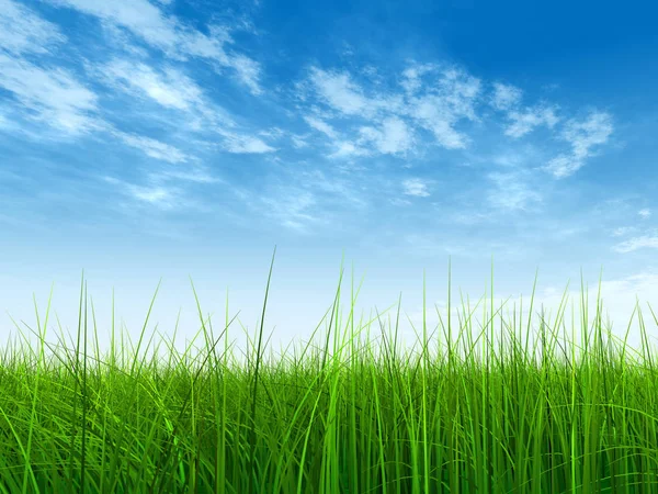  Mavi gökyüzü ile yeşil çimen