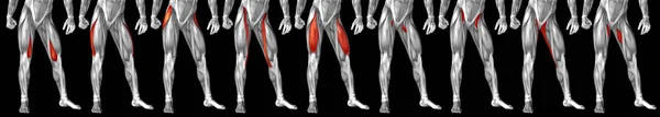 human upper leg anatomy