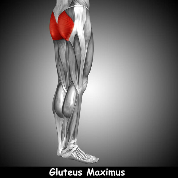 анатомия верхней ноги человека
