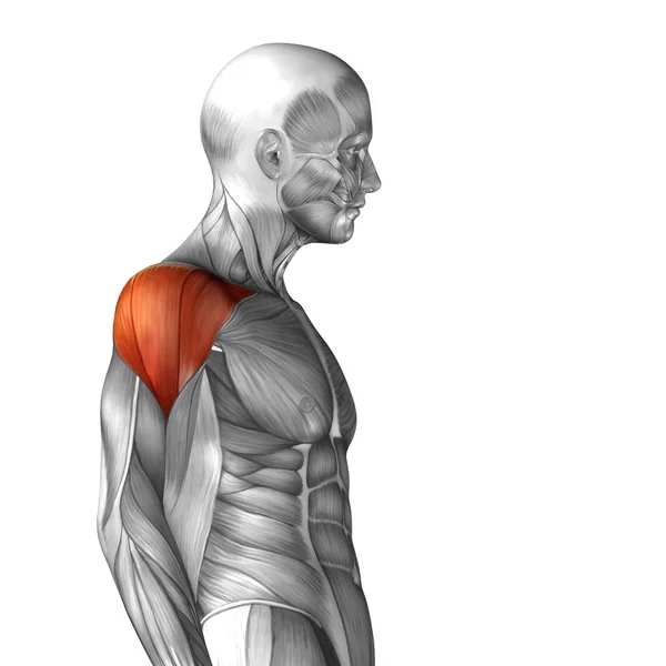 Illustratie van de menselijke anatomie — Stockfoto