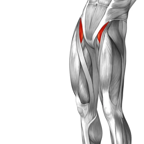 Anatomie humaine de la jambe supérieure — Photo