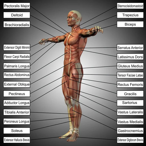 Ábra az emberi test anatómiája — Stock Fotó