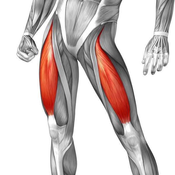 анатомия верхней ноги человека
